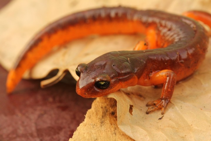 Ensatina